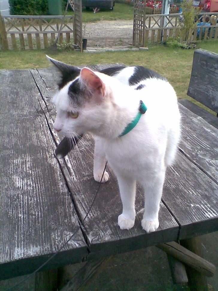 Huskat Lucifer billede 14