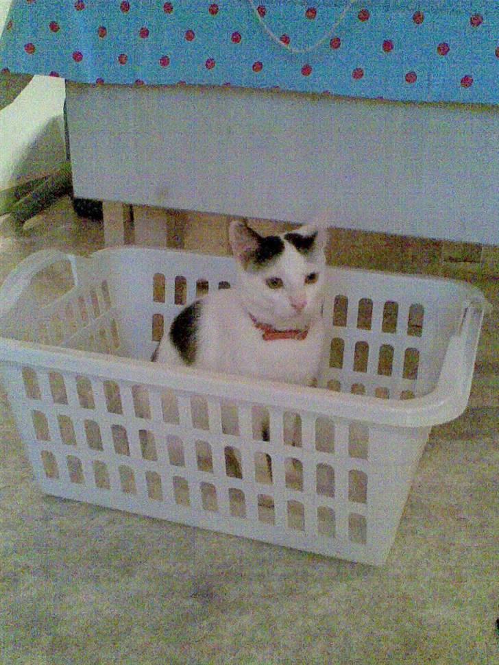 Huskat Lucifer billede 16