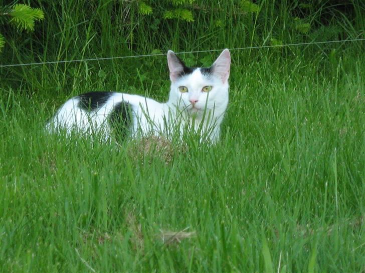 Huskat Lucifer billede 17