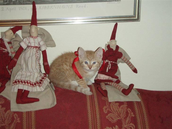 Huskat Donna. - Så jeg ikk fræk ud som killing? (: Her sidder jeg så i sofaen juleaften.. SE MIN RØDE SJØJFE!!(; billede 18