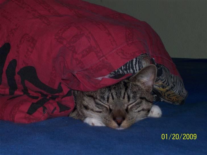 Huskat Soya billede 1