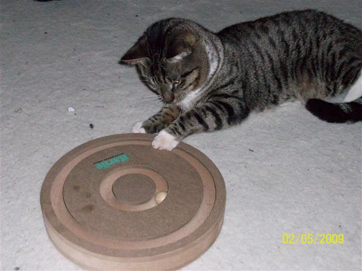 Huskat Soya billede 2