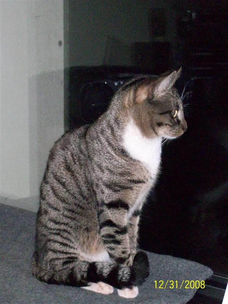 Huskat Soya billede 3