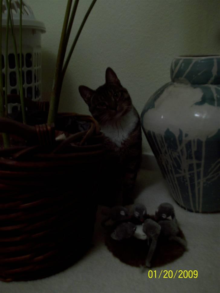 Huskat Soya billede 4