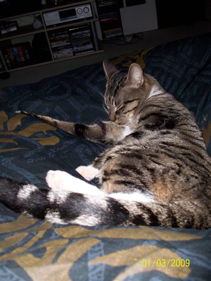 Huskat Soya billede 5