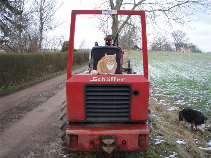 Huskat Donna. - Endelig har jeg fundet et sted hvor hunden ikke kan fange miig XD<3 billede 19