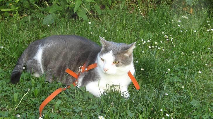 Huskat Bob Andersen billede 2