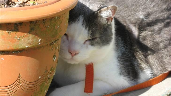 Huskat Bob Andersen billede 3