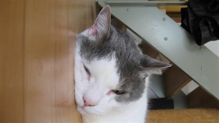 Huskat Bob Andersen billede 4