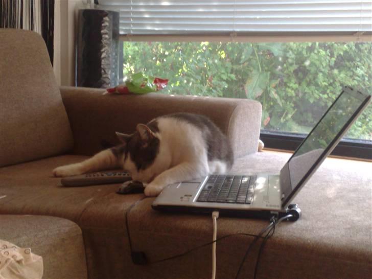 Huskat Bob Andersen billede 5