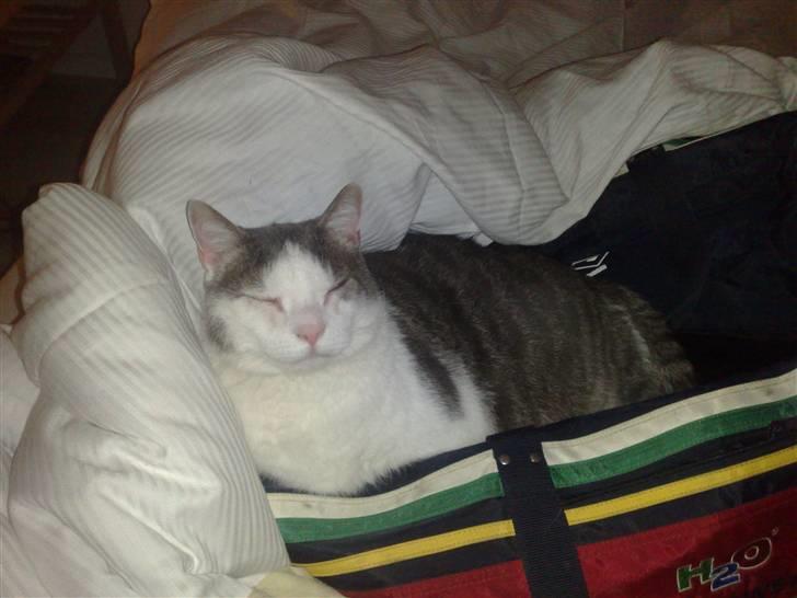 Huskat Bob Andersen billede 6