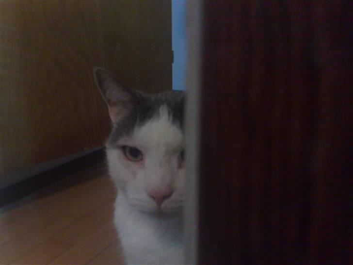 Huskat Bob Andersen billede 7