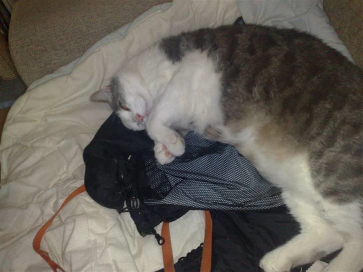 Huskat Bob Andersen billede 8