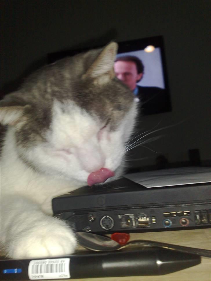 Huskat Bob Andersen billede 9