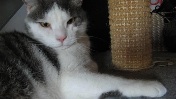 Huskat Bob Andersen billede 10