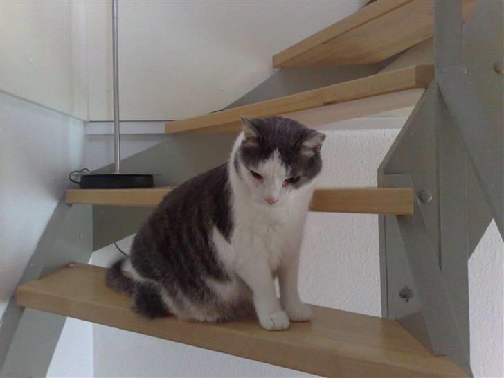 Huskat Bob Andersen billede 12