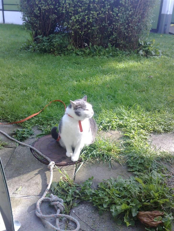 Huskat Bob Andersen billede 13