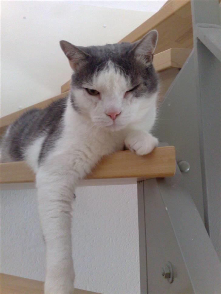 Huskat Bob Andersen billede 14