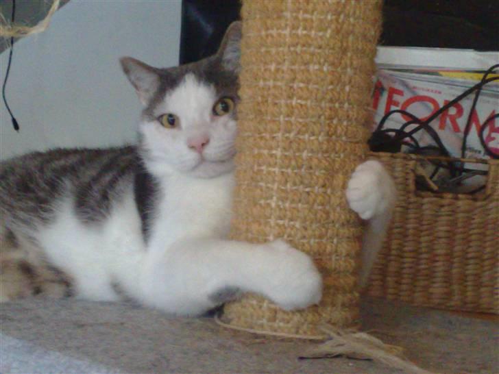 Huskat Bob Andersen billede 15