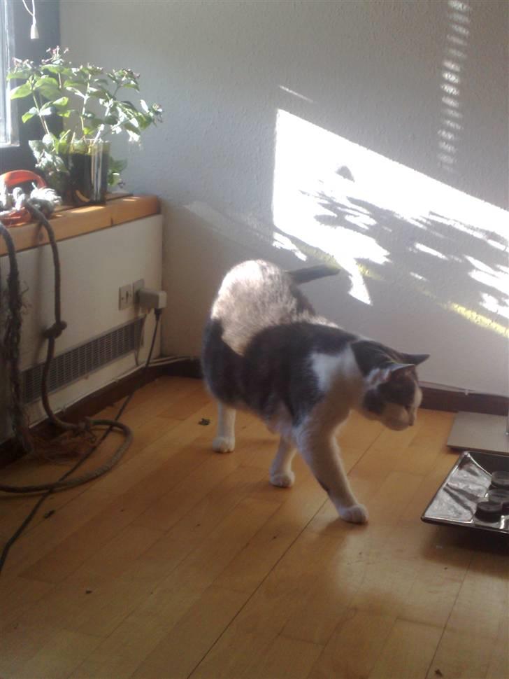 Huskat Bob Andersen billede 16