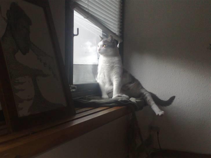 Huskat Bob Andersen billede 17