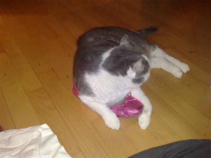 Huskat Bob Andersen billede 18