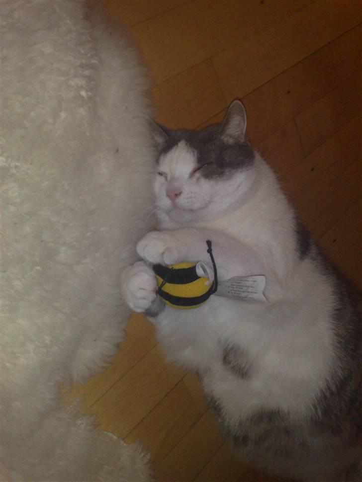 Huskat Bob Andersen billede 19