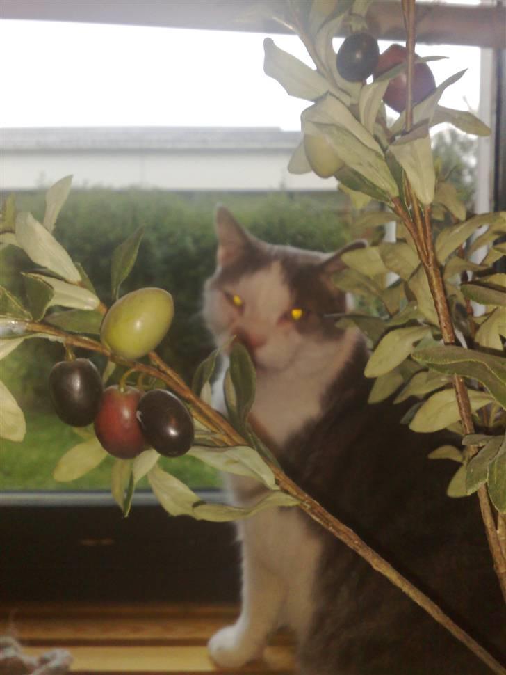 Huskat Bob Andersen billede 20