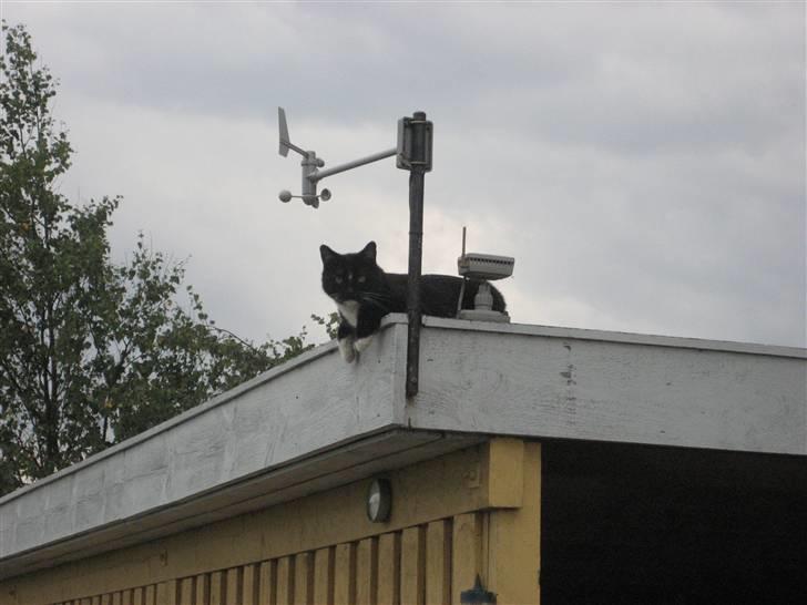 Huskat basse - det er da bare dejligt at ligge her og kan se ud over det hele i mit nye hjem billede 9