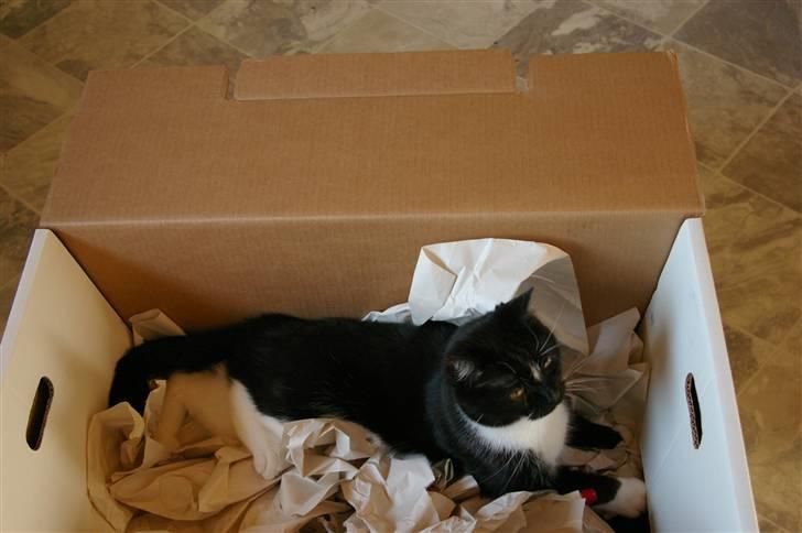 Huskat basse - det er da bare rart at mine ejer flytter sor så er der kasser med pakpapir i jeg kan ligge i  billede 10