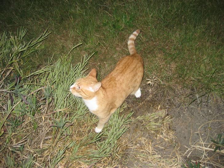 Huskat tøsen - det er da bare skønt at komme du og lege billede 10