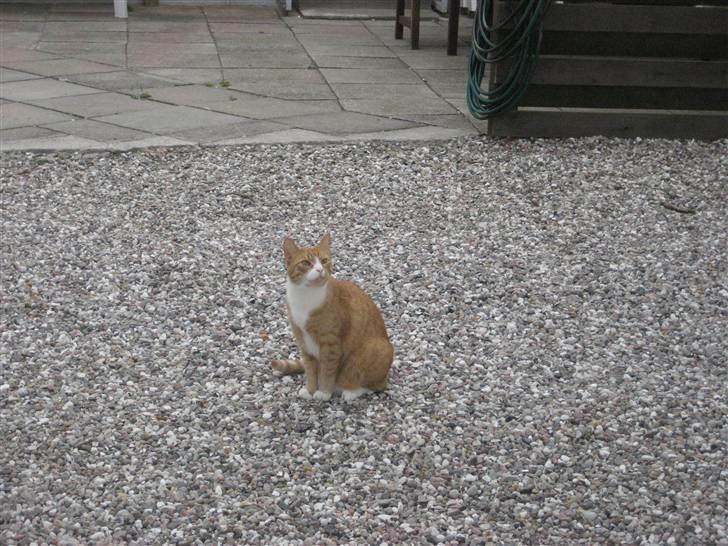 Huskat tøsen - her seder jeg og holder øje om der skulle komme nogle forbi  billede 11