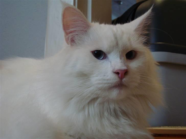 Maine Coon Snebold R.I.P 31/12/11 - 25-2-09 billede 17