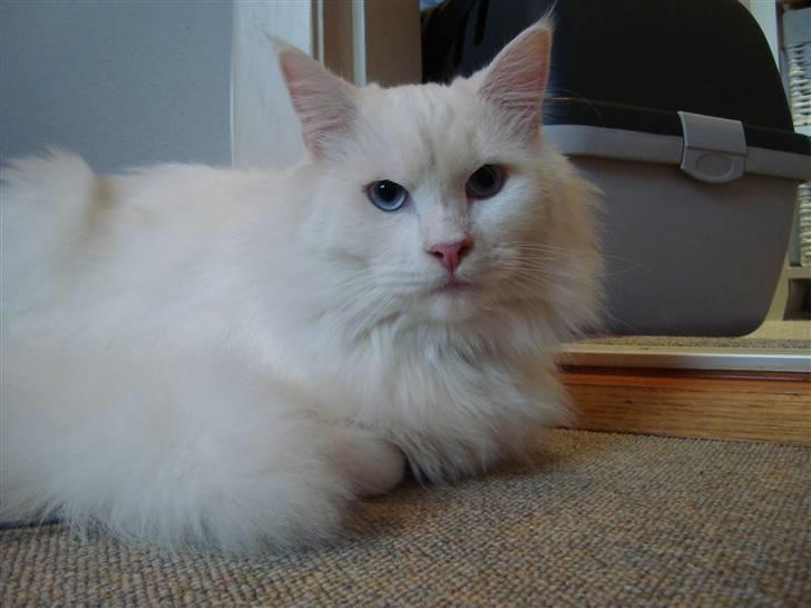 Maine Coon Snebold R.I.P 31/12/11 - 25-2-09 billede 18