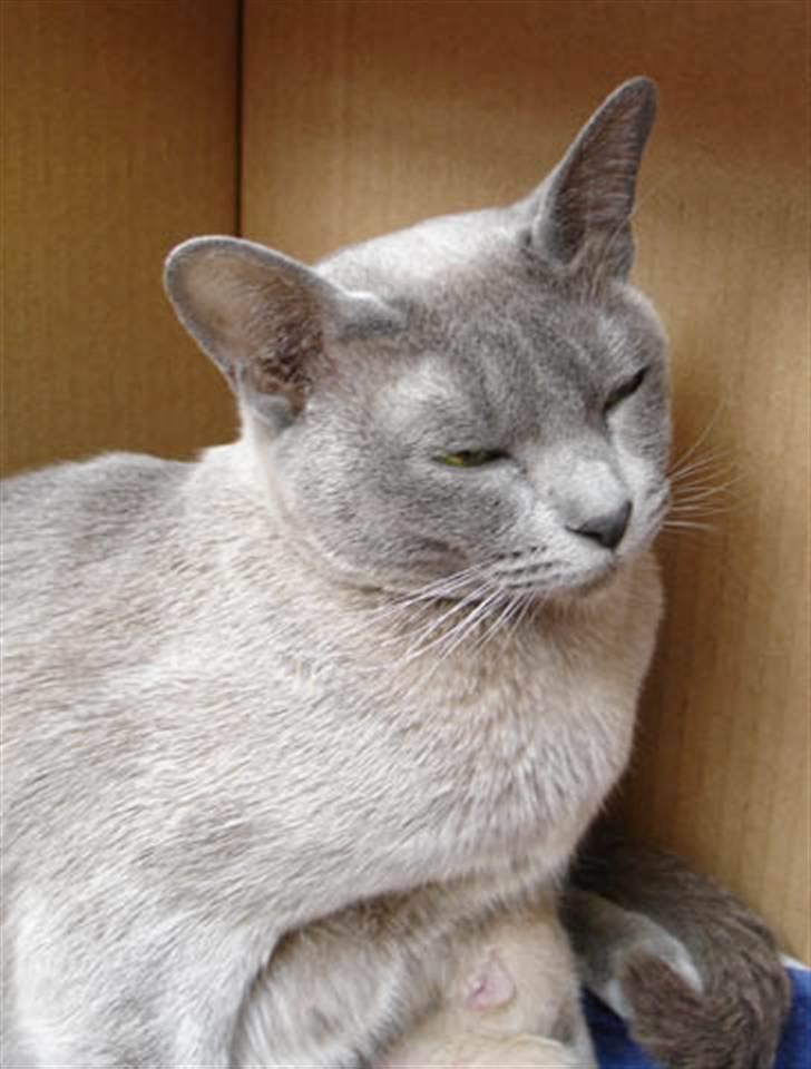 Burmeser Bell - bell ligger i kurven lidt efter den hårde fødsel :D<33 billede 1