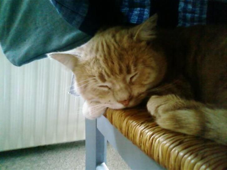 Huskat Oliver <3 BORT LØBET billede 1