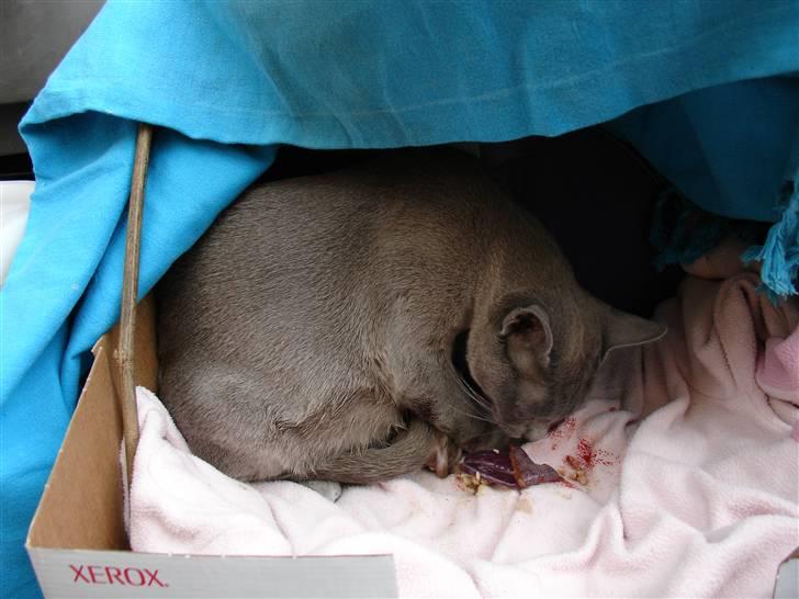 Burmeser Bell - Bell i kruven med sine små basser <33 billede 2