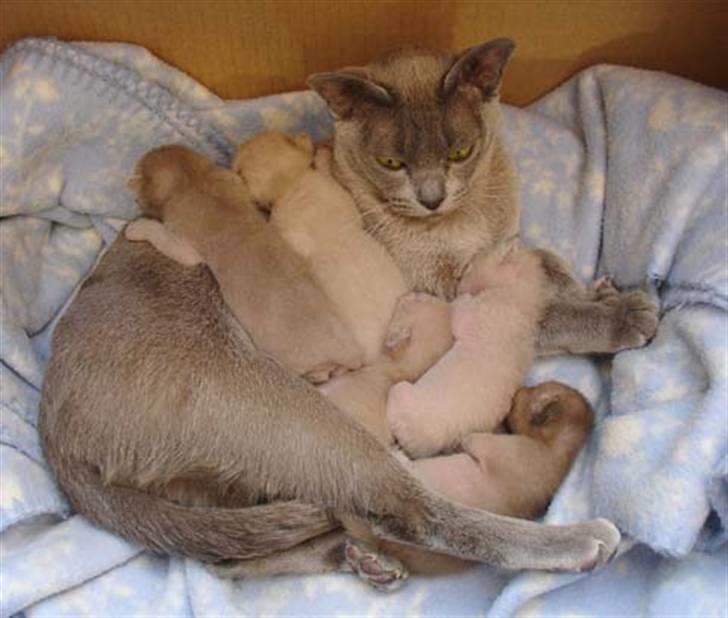 Burmeser Bell - De overfalder Miss Bys<33 (hendes kaldenavn) <33 billede 3