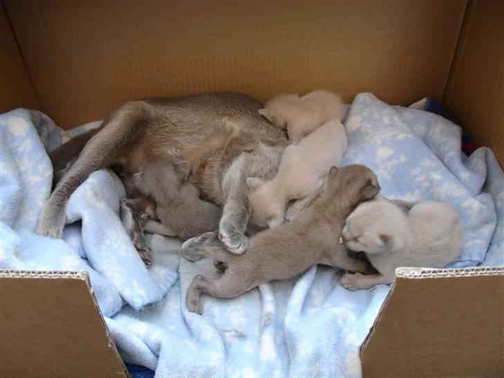 Burmeser Bell - Bys og de små engle basser (:<33 billede 4