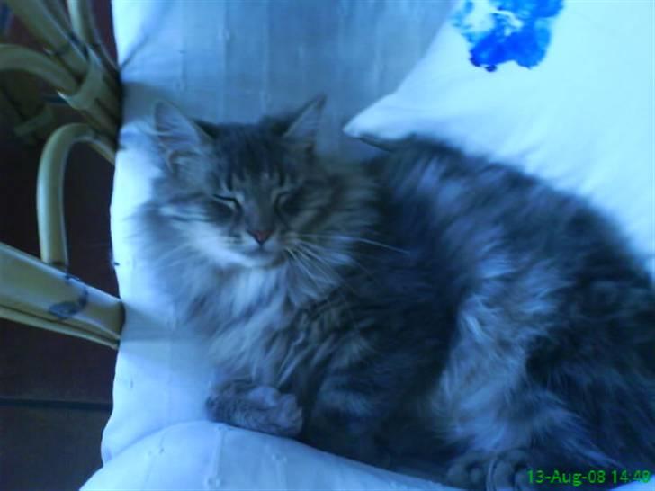 Blanding af racer Sylvester - hej og velkommen tikl min profil. :D billede 1