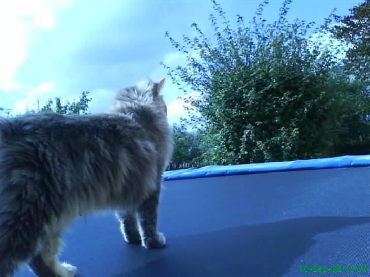 Blanding af racer Sylvester - syle på trampolinen billede 2