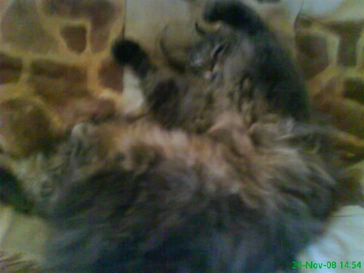 Blanding af racer Sylvester - ligger i en seng billede 3