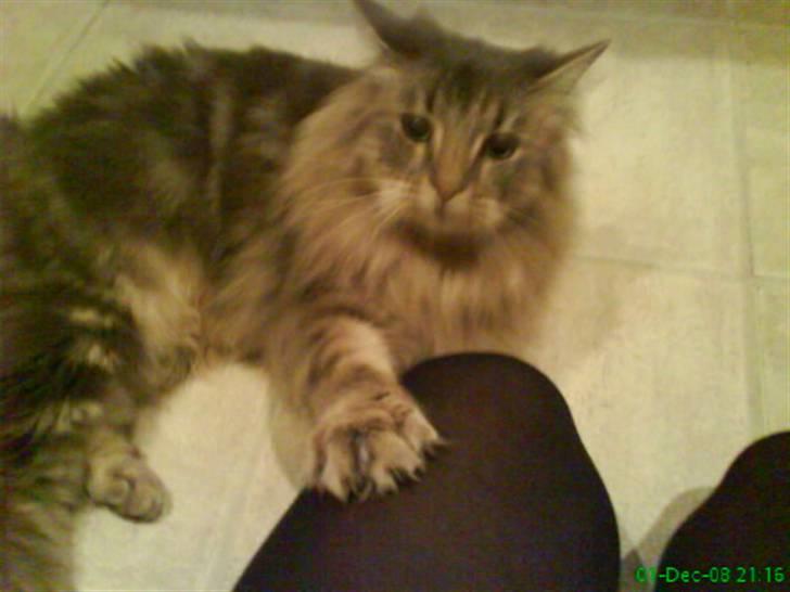 Blanding af racer Sylvester - har potten på mit ben billede 4