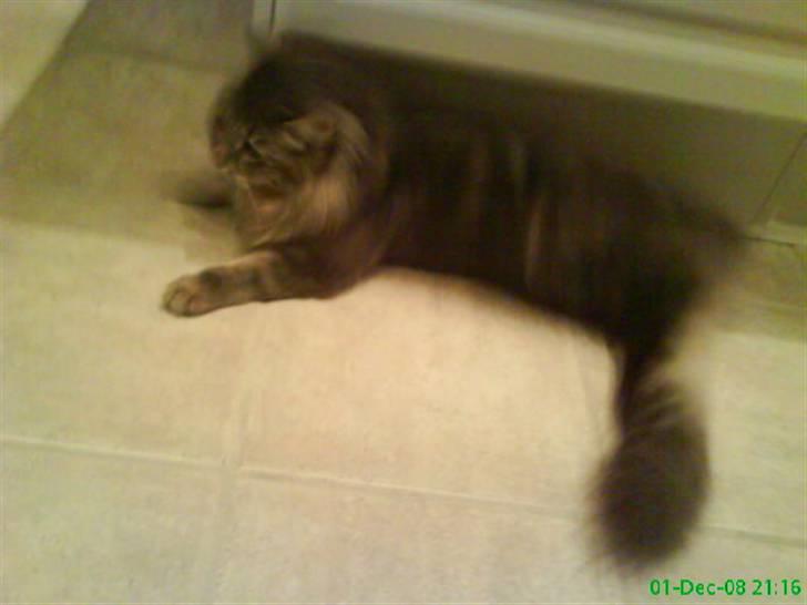 Blanding af racer Sylvester billede 5