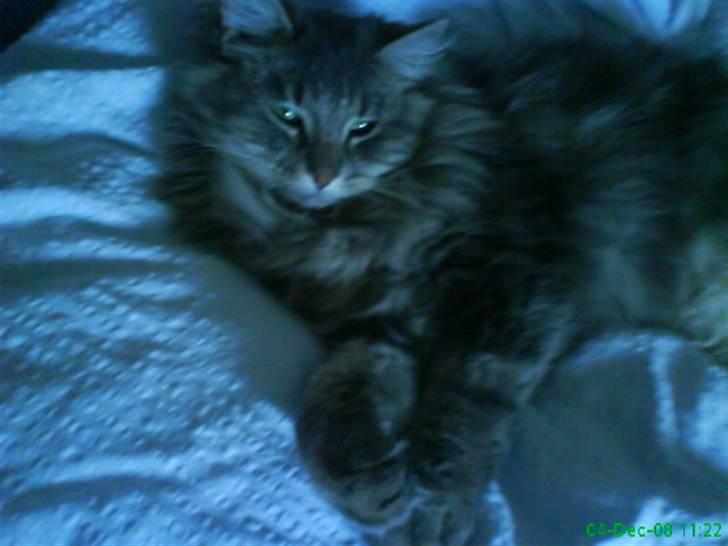 Blanding af racer Sylvester - ligger i min seng billede 6