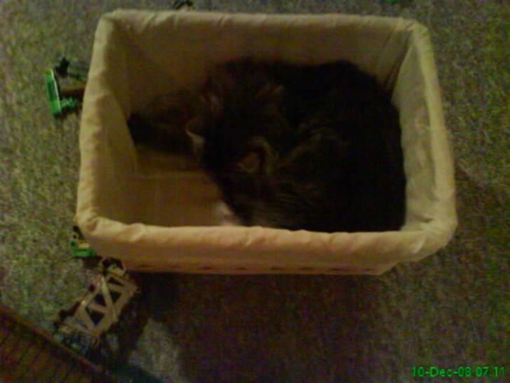 Blanding af racer Sylvester - ligger i en legetøjskasse billede 7