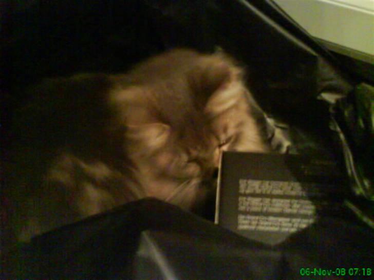 Blanding af racer Sylvester - ligger ned i en pose. han er seelv gået der ned billede 8