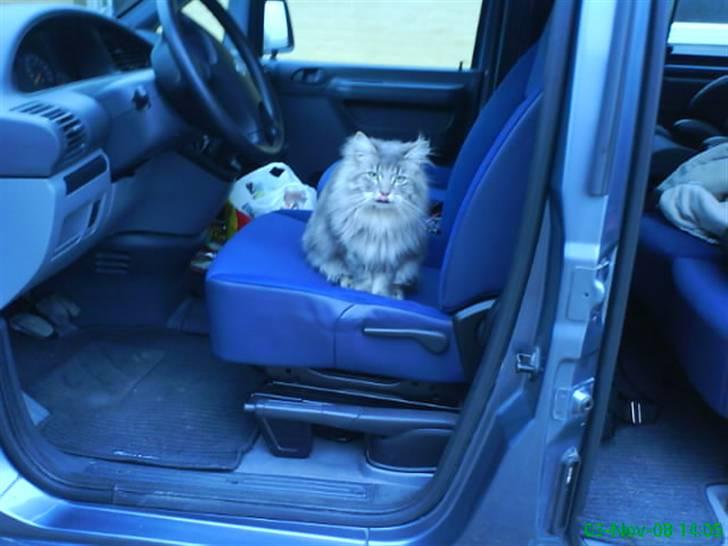 Blanding af racer Sylvester - syle sidder inde i bilen billede 9