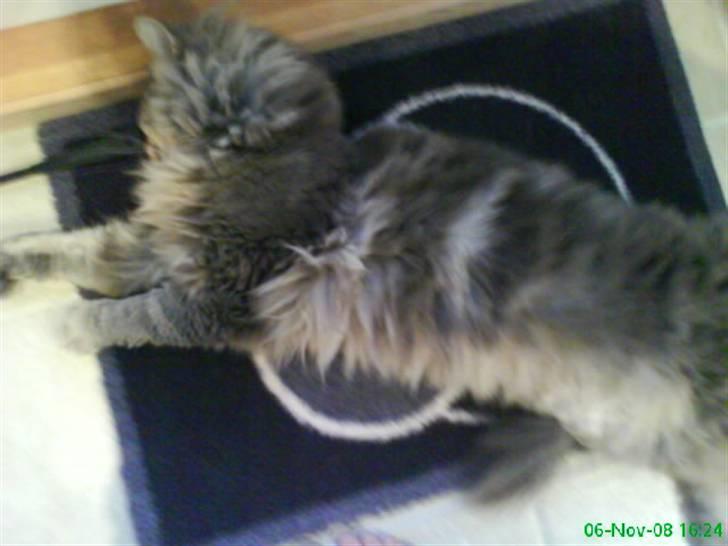 Blanding af racer Sylvester - ligger foran døren, ligger udstrakt. billede 10