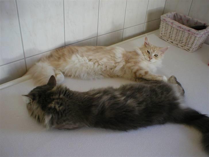 Blanding af racer Sylvester billede 11